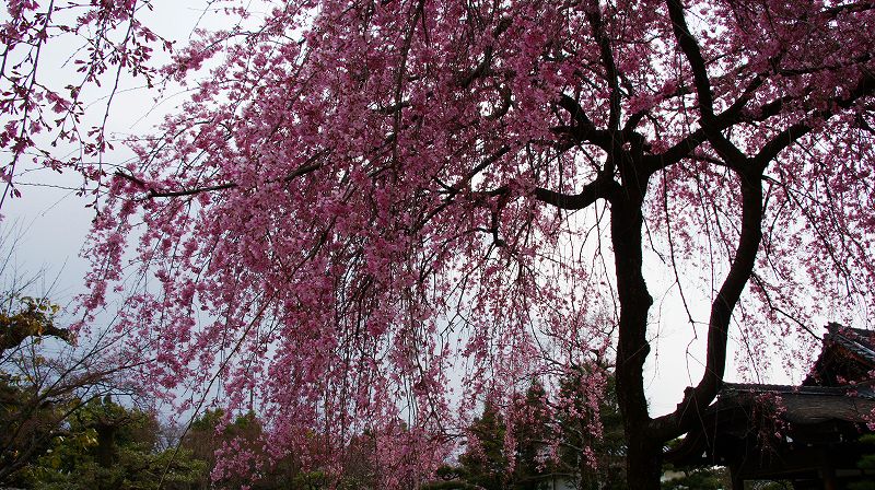 都路の桜便り２０１０ （花園 法金剛院（花の寺）の枝垂桜 ） (2010年03月30日)_c0119555_22464714.jpg