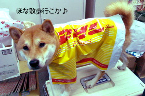 犬用レインコート 手作り 柴犬 小太郎のブログ