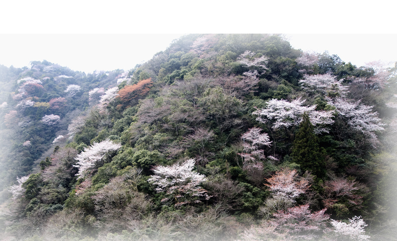 桜の風景です_f0231460_2192299.jpg
