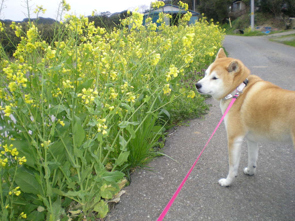 2010年3月29日(月)愛ちゃんは耳フェチ?_f0060461_106880.jpg