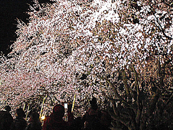 六義園の枝垂れ桜_a0053063_235366.jpg