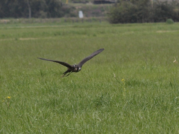 Sky Trials in Japan 2010 - 黒いハヤブサ_a0160063_192959.jpg