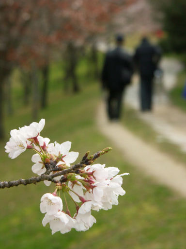 新田（にった）散歩写真～桜づくし編_c0191967_22215215.jpg