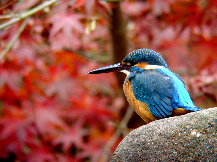 紅葉とカワセミ ぶらり自然散歩 紅葉とカワセミ ぶらり自然散歩