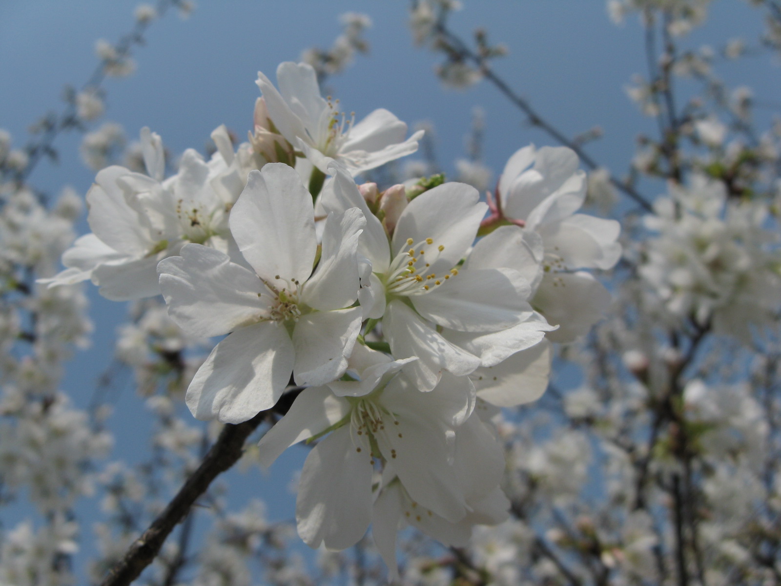 ちょっとお花見・・・_a0114469_1393737.jpg