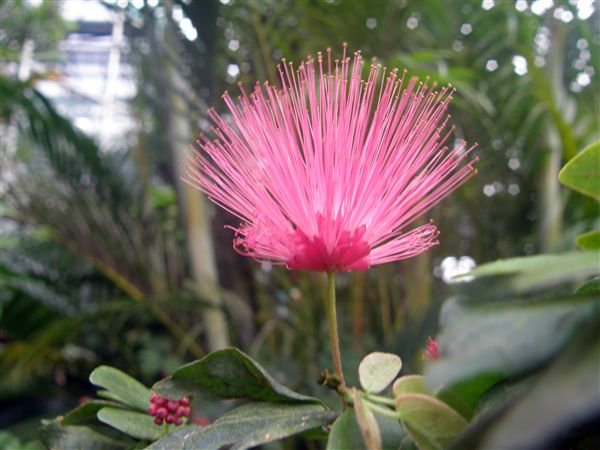 草津水生植物園に行きました_f0187269_1028044.jpg