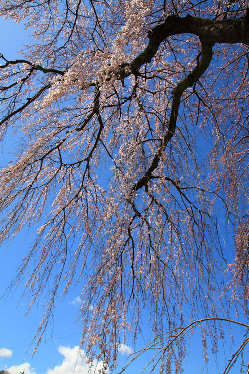 c0054876_1683979.jpg