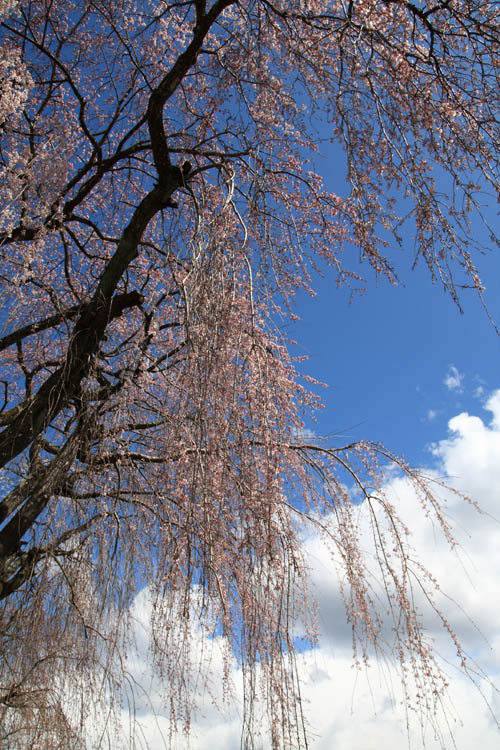 c0054876_1685996.jpg
