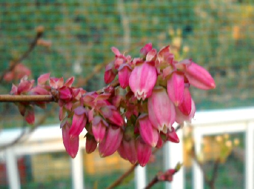 サウスランドのピンクの花とブルーベリーの霜害 ブルーベリーの育て方 栽培 ブルーベリー ノート Blueberrynote