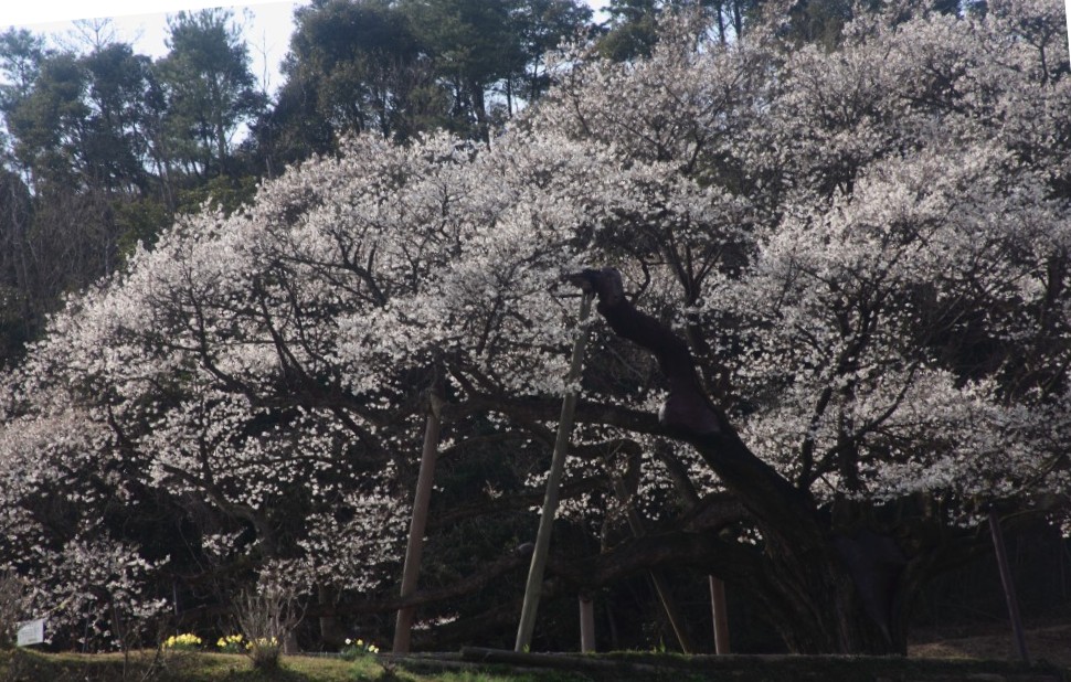 山に暮らせば_e0091879_0493944.jpg