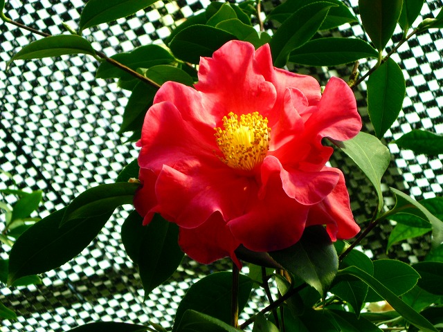 a0082884_11183741.jpg