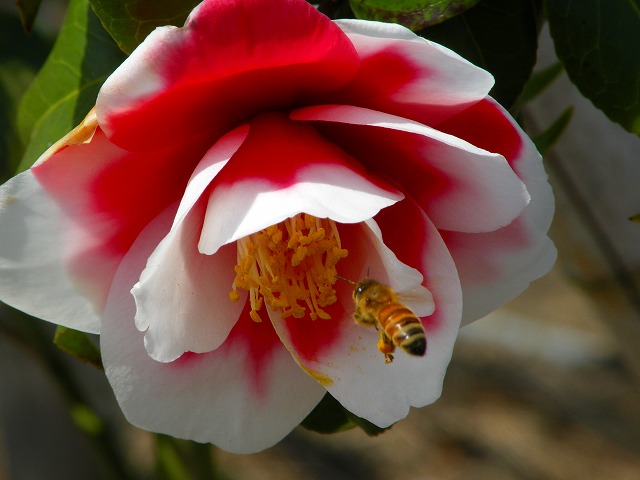 a0082884_11582484.jpg