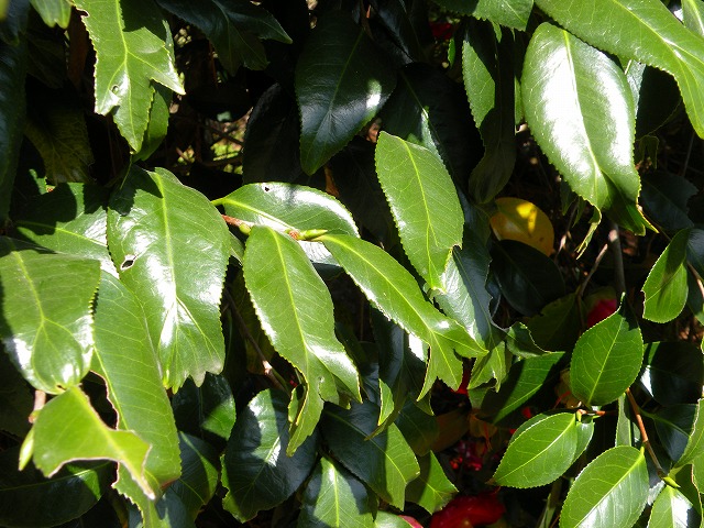 a0082884_116342.jpg