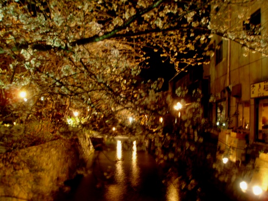 京都の夜桜_c0027701_16393180.jpg