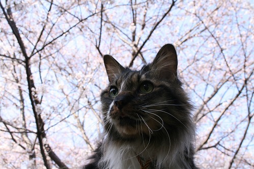 猫と桜　/　Sakura & cats_a0032004_1817335.jpg