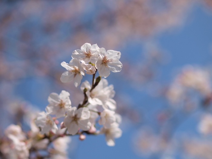 佐伯区民文化センターの隣の公園の桜_c0116915_2332274.jpg