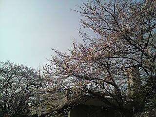 専修大学生田キャンパスの桜Ver.2010-003　1/2_f0160417_23565425.jpg