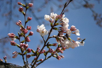 c0127218_04494.jpg