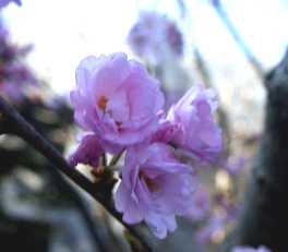 熊谷桜_d0101522_9134387.jpg