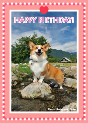 伽羅ちゃん、ピナちゃん、お誕生日おめでとう♪_d0102523_1047682.jpg