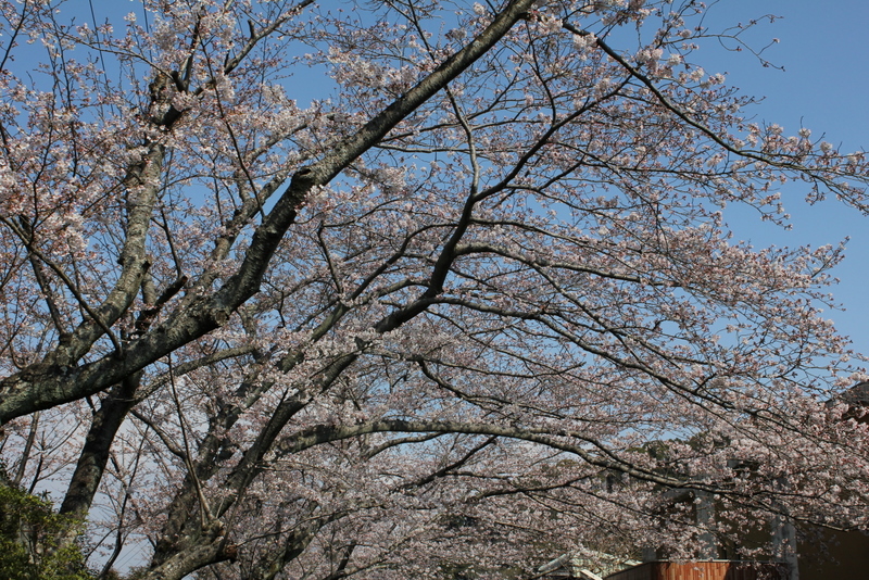 桜とレッサーパンダ日本平動物園編_f0221023_1394483.jpg