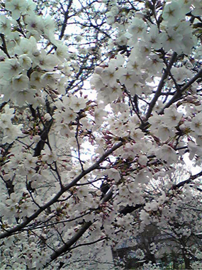 春の嵐_e0103327_23233918.jpg
