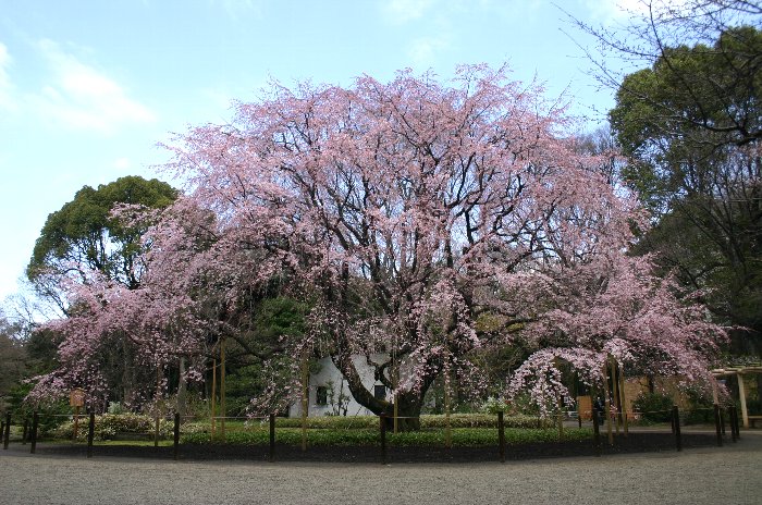 六義園の枝垂桜_e0021129_5571486.jpg