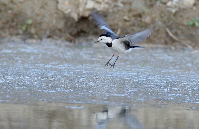 早朝鳥見開始　3/28_a0080832_042692.jpg