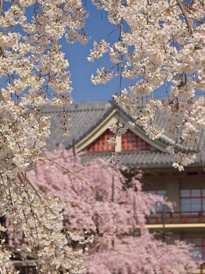 桜花巡礼2010～奈良・天理教本部～　(3/27)_e0080133_0113059.jpg