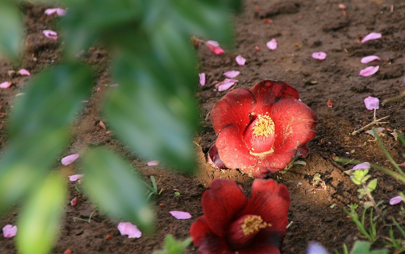 可愛い桜の花が満開です_e0052135_2193080.jpg