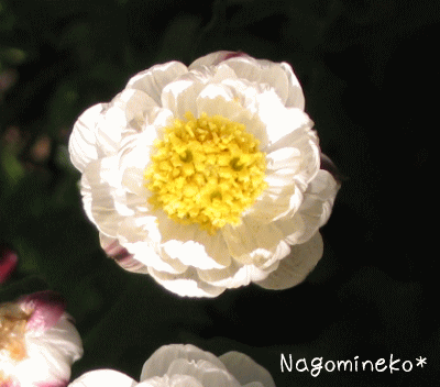 a0166338_2043917.gif