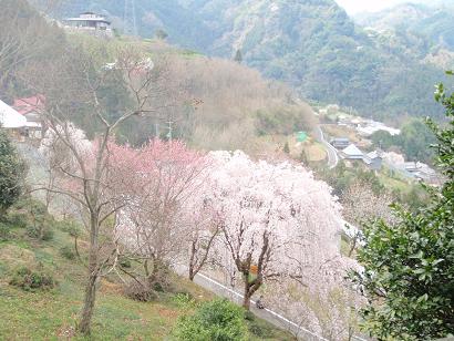 桜　～吉良のエドヒガン桜～　　（つるぎ町）_e0146338_1722770.jpg