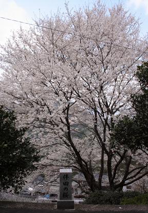 桜　～吉良のエドヒガン桜～　　（つるぎ町）_e0146338_1724067.jpg