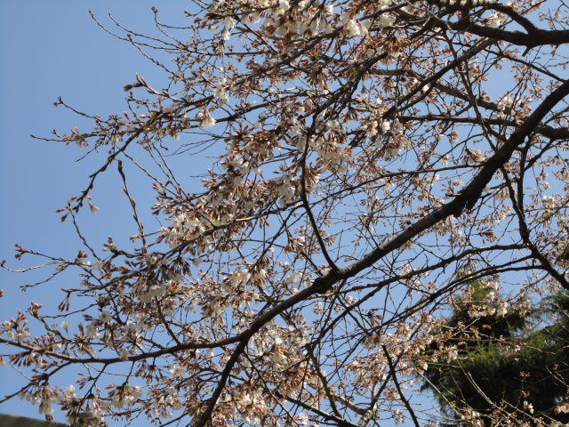 a0116439_15583186.jpg