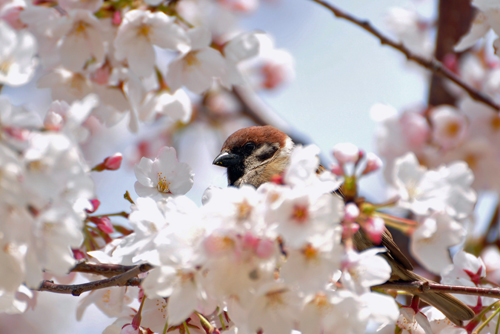 桜に雀・4種のサギ、白鷺公園、３月３０日･＃３_f0054739_16333883.jpg