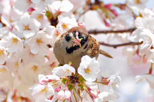 桜に雀・4種のサギ、白鷺公園、３月３０日･＃３_f0054739_1635124.jpg