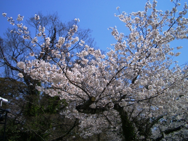 愛子さまのいじめ問題と学習院の存在意義におしんを見る 平太郎独白録 親愛なるアッティクスへ 愛子さまのいじめ問題と学習院の存在意義におしんを見る 平太郎独白録 親愛なるアッティクスへ