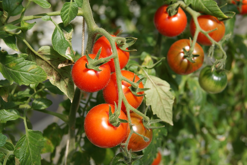 みつトマト狩り その1 あおいとまとのパン日記