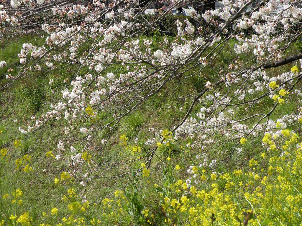 ３月３１日　千鳥ヶ淵の桜です。_f0117041_19542922.jpg