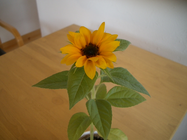 グッドスマイル 開花_a0155844_9264337.jpg