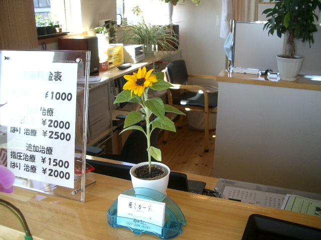 グッドスマイル 開花_a0155844_927526.jpg