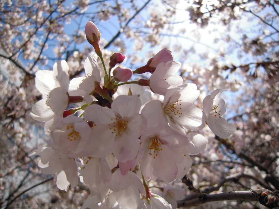 上野公園　と　赤坂アークヒルズ_e0145644_23123662.jpg