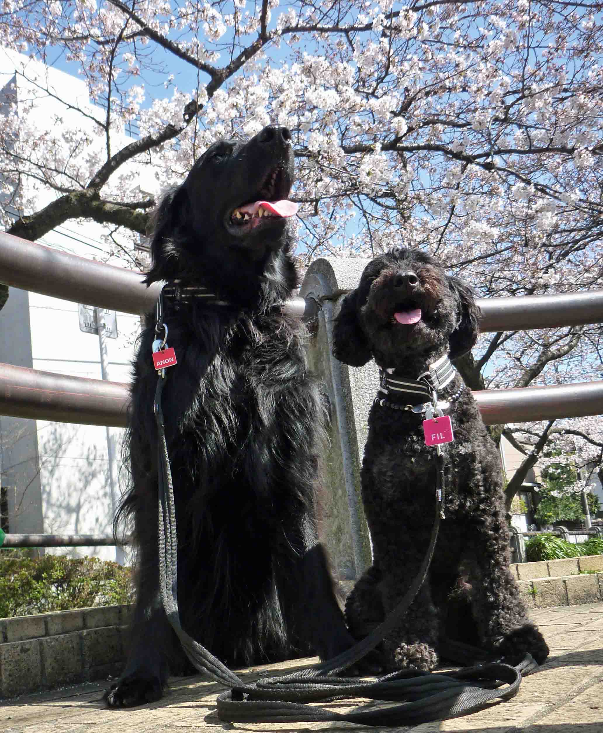 本日の桜_f0018144_14403685.jpg