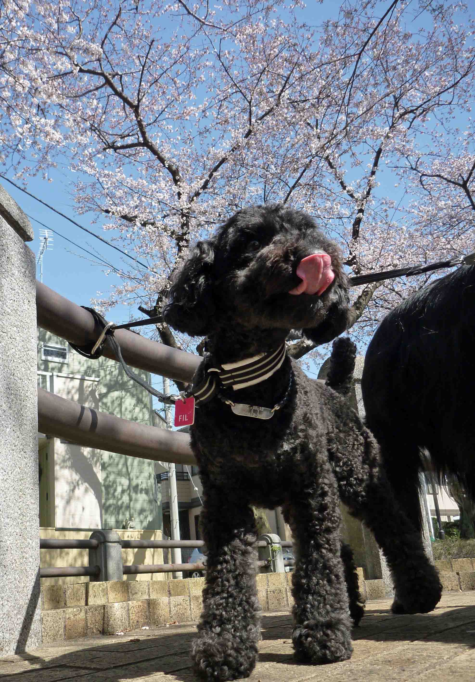 本日の桜_f0018144_14413143.jpg