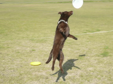 d0013645_15231044.gif