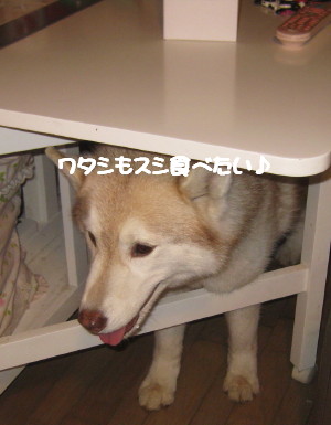 e0121548_2310303.jpg