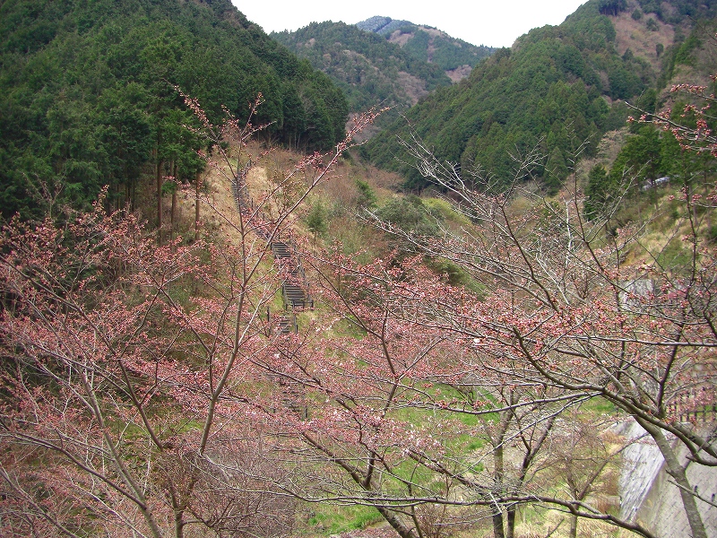 祝開通。大和葛城山北尾根（秋津洲展望）コース_a0122149_22484617.jpg