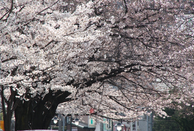 街の桜_e0117950_2225978.jpg