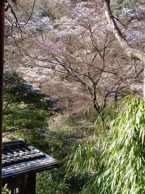 朝限定、雪桜_a0090855_15381110.jpg