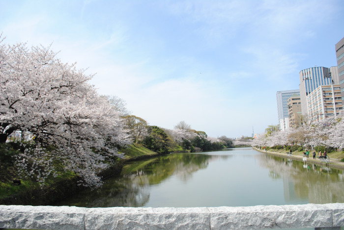 都会の桜_f0209256_20314431.jpg